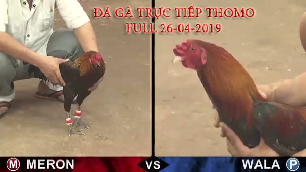 Các trận đá gà trực tuyến Thomo mới nhất ngày 25-04-2019